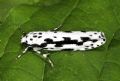 Ethmia pusiella